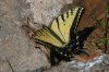 Two-tailed-Swallowtail-Fossil-Creek-11-0416-02.jpg