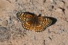 Sagebrush-Checkerspot-Fossil-Creek-11-0416-03.jpg