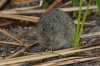 Cotton-Rat-Sweetwater-11-0410-01.jpg