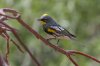 Yellow-rumped-Warbler-Ash-Canyon-11-0419-02.jpg