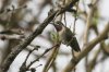 Calliope-Hummingbird-Ash-Canyon-11-0419-05.jpg