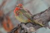 Summer-Tanager-Sweetwater-11-0410-09.jpg