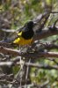 Scotts-Oriole-Ash-Canyon-11-0419-02.jpg