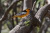 Bullocks-Oriole-Ash-Canyon-11-0419-05.jpg