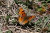 Hoary-Comma-Greer-11-0507-04.jpg