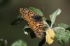 Variable-Checkerspot-Pinetop-11-0507-01.jpg