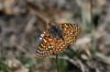 Variable-Checkerspot-Pinetop-11-0508-04.jpg