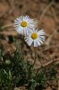 daisies-Pinetop-11-0508-01.jpg