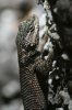 Yarrows-Spiny-Lizard-Madera-Canyon-11-0515-02.jpg