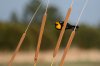 Yellow-headed-Blackbird-Jacques-Marsh-11-0508-01.jpg