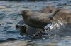 American-Dipper-Greer-11-0507-55.jpg