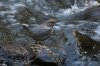 American-Dipper-Greer-11-0507-01.jpg