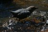 American-Dipper-Greer-11-0507-32.jpg