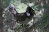 Dusky-Grouse-Greens-Peak-11-0507-08.jpg