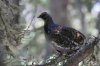 Dusky-Grouse-Greens-Peak-11-0507-52.jpg