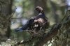 Dusky-Grouse-Greens-Peak-11-0507-65.jpg