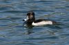 Ring-necked-Duck-01.jpg