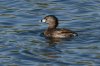 Pied-billed-Grebe-02.jpg