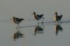 American-Avocet-08.jpg