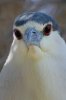 Black-crowned-Night-Heron-03.jpg