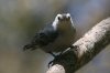 White-breasted-Nuthatch-02.jpg