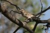 Lark-Sparrow-04.jpg