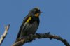 Yellow-rumped-Warbler-05.jpg