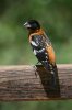 Black-headed-Grosbeak-Madera-Canyon-11-0515-08.jpg