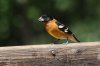 Black-headed-Grosbeak-Madera-Canyon-11-0515-03.jpg