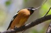 Black-headed-Grosbeak-03.jpg