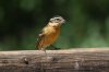 Black-headed-Grosbeak-Madera-Canyon-11-0515-05.jpg