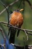 American-Robin-Pinetop-11-0507-01.jpg