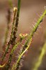 Focus Stacked Sundew.jpg