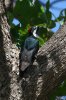 Acorn-Woodpecker-Patons-11-0524-01.jpg