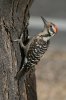 Ladder-backed-Woodpecker-Continental-11-0527-09.jpg