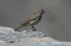 Rock-Wren-Seven-Cataracts-11-0525-02.jpg