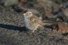 Rufous-winged-Sparrow-Continental-11-0612-04.jpg
