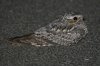 Lesser-Nighthawk-Tucson-11-0519-07.jpg