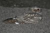 Lesser-Nighthawk-Tucson-11-0519-01.jpg