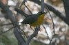 Fan-tailed-Warbler-Madera-Canyon-11-0523-14.jpg