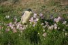 Black-crowned-Night-Heron-Rio-Rico-11-0524--01.jpg