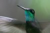 Magnificent-Hummingbird-Madera-Canyon-11-0527-01a.jpg