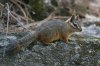 Cliff-Chipmunk-Marshall-Gulch-11-0525-09.jpg