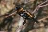 Black-headed-Grosbeak-Ash-Canyon-11-0705-05.jpg