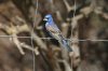 Blue-Grosbeak-Ash-Canyon-11-0705-03.jpg