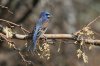 Blue-Grosbeak-Ash-Canyon-11-0705-01.jpg