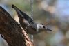 White-breasted-Nuthatch-Ash-Canyon-11-0705-02.jpg