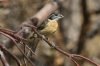 Black-headed-Grosbeak-Ash-Canyon-11-0705-06.jpg