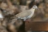 White-winged-Dove-Ash-Canyon-11-0705-02.jpg
