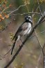 Black-throated-Sparrow-Continental-11-0706-02.jpg